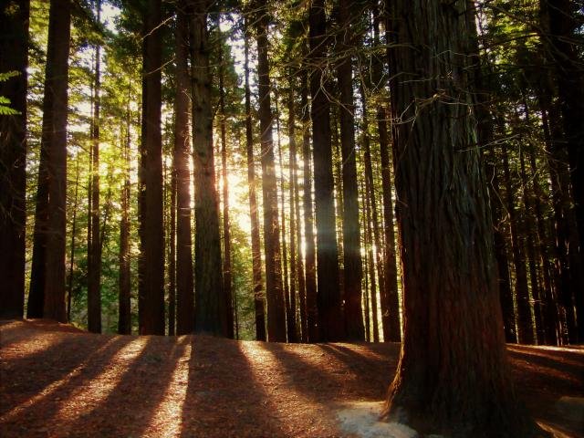 Bosque de secuoyas rojas en Cabezón de la Sal, Cantabria